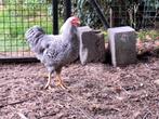 Amrock, Rhode Island Red kippen, Dieren en Toebehoren, Pluimvee, Meerdere dieren, Kip