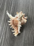 Murex schelp, Verzamelen, Ophalen of Verzenden, Zo goed als nieuw