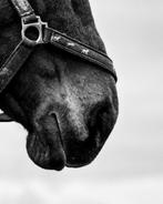 Merrie - 13 - recreatie of sport - gunstig geprijsd, Animaux & Accessoires, Chevaux, 11 ans ou plus, Moins de 160 cm, L, Vermifugé