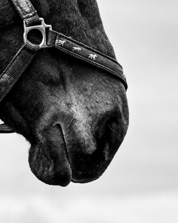 Merrie - 13 - recreatie of sport - gunstig geprijsd, Animaux & Accessoires, Chevaux, Jument, L, Moins de 160 cm, 11 ans ou plus