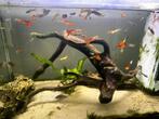 Guppy man, Dieren en Toebehoren, Vis, Zoetwatervis