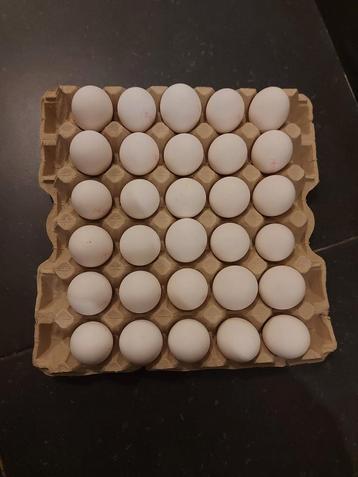Vrijloop kippen eieren te koop.