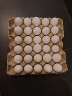 Vrijloop kippen eieren te koop., Comme neuf, Enlèvement ou Envoi