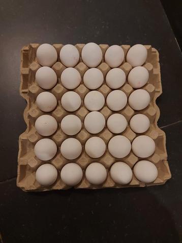 Vrijloop kippen eieren te koop.