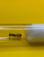 Camponotus Fedtschenkoi koningin met broed, Dieren en Toebehoren, Mieren