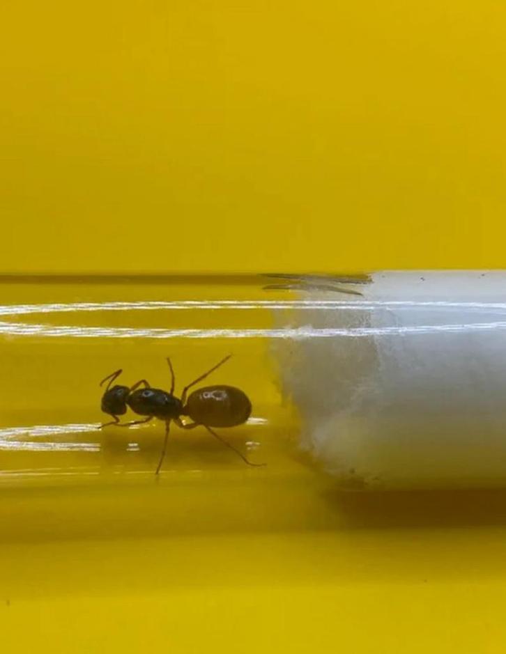 Camponotus Fedtschenkoi koningin met broed, Dieren en Toebehoren, Insecten en Spinnen, Mieren