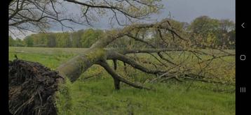 Omgevallen bomen GRATIS verwijderen beschikbaar voor biedingen