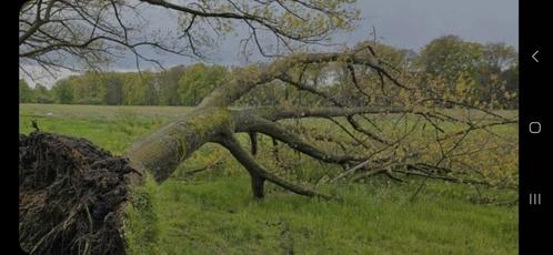 Omgevallen bomen GRATIS verwijderen, Tuin en Terras, Brandhout, Takken, Ophalen