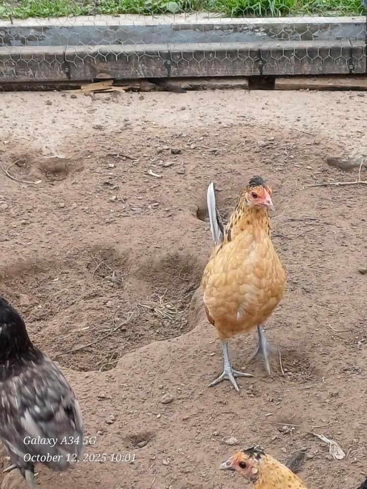 krielkippetjes: jonge hennen 2025, Dieren en Toebehoren, Pluimvee, Kip
