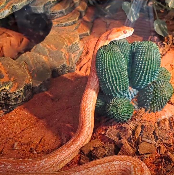 DRINGEND NIEUWE THUIS GEZOCHT Korenslangen 4j met terrarium, Dieren en Toebehoren, Reptielen en Amfibieën, Met terrarium