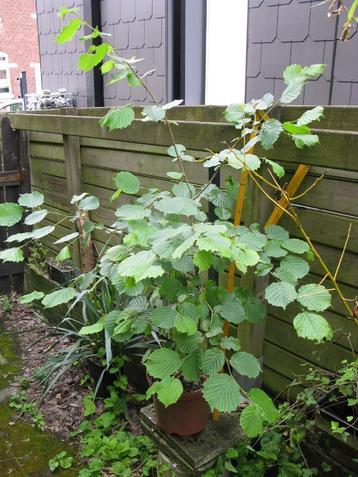 Beau plant de noisetier en pot