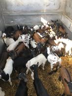 dwerggeitjes, ruime keuze bokjes en gecastreerde bokjes, Meerdere dieren, Geit, 0 tot 2 jaar