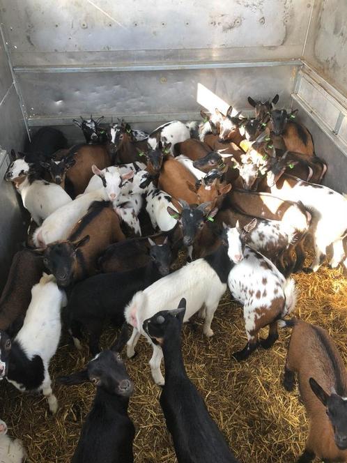 dwerggeitjes, ruime keuze bokjes en gecastreerde bokjes, Dieren en Toebehoren, Schapen, Geiten en Varkens, Geit, Meerdere dieren