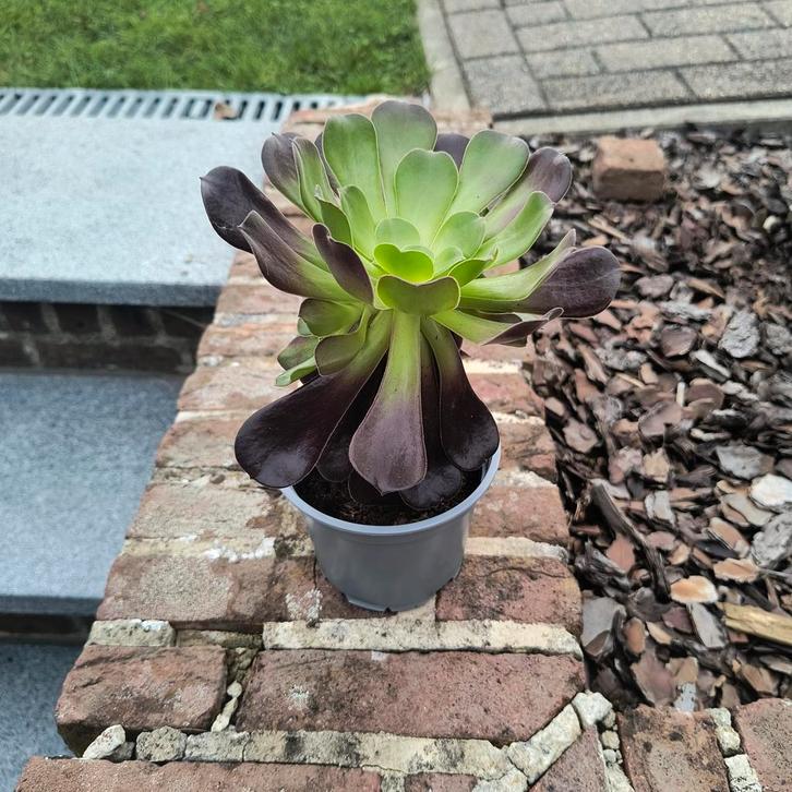 Jong stekje Aeonium arboreum plant, Tuin en Terras, Planten | Tuinplanten, Ophalen of Verzenden