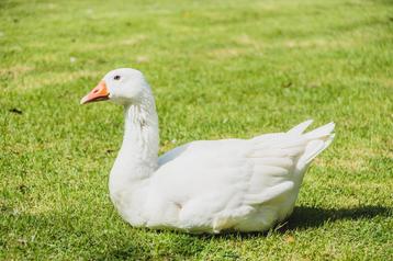 Gans gezocht  beschikbaar voor biedingen