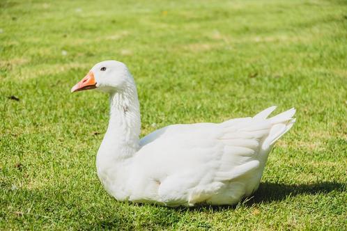 Gans gezocht, Dieren en Toebehoren, Pluimvee