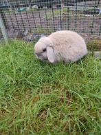 Minilop, Dieren en Toebehoren, Konijnen, Mannelijk, Dwerg, Hangoor, 0 tot 2 jaar