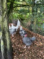 Hanen, Dieren en Toebehoren, Pluimvee, Mannelijk, Kip
