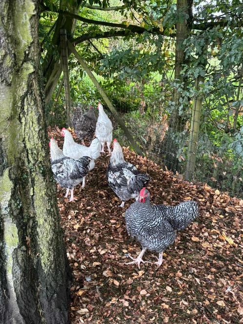 Hanen, Dieren en Toebehoren, Pluimvee, Kip, Mannelijk