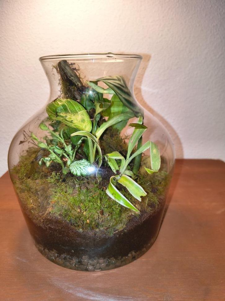 Tropisch biotoop, Huis en Inrichting, Kamerplanten, Ophalen