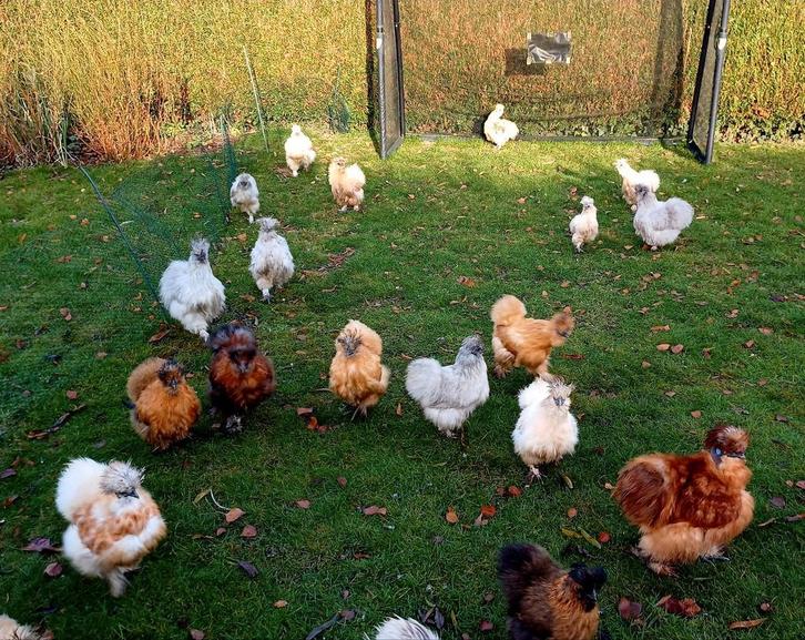 22 Amerikaanse Zijdehoenders GERESERVEERD, Dieren en Toebehoren, Pluimvee