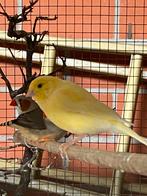 Kanariemannetje te koop, Dieren en Toebehoren, Vogels | Kanaries, Mannelijk, Zangkanarie