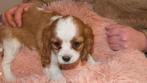 cavalier king charles spaniel pups, CDV (hondenziekte), Meerdere, 8 tot 15 weken, Meerdere dieren