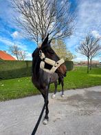 Brave Allrounder, Dieren en Toebehoren, Ruin, Niet van toepassing, Ontwormd, 11 jaar of ouder