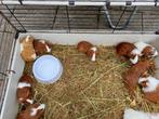 9 cavias, Dieren en Toebehoren, Knaagdieren, Meerdere dieren