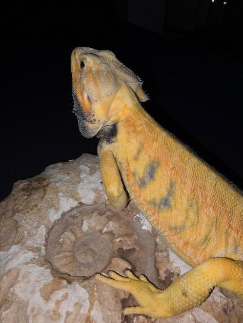 Zeer mooi citrus hypotrans baardagaammannetje, Dieren en Toebehoren, Reptielen en Amfibieën, Hagedis, 3 tot 6 jaar, Tam