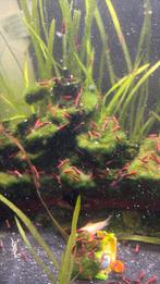 Garnalen te koop, Dieren en Toebehoren, Vissen | Aquariumvissen, Kreeft, Krab of Garnaal, Zoetwatervis, Schoolvis