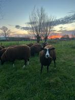 Uniek lot drachtige zwartbles ooien, Dieren en Toebehoren, Schapen, Geiten en Varkens