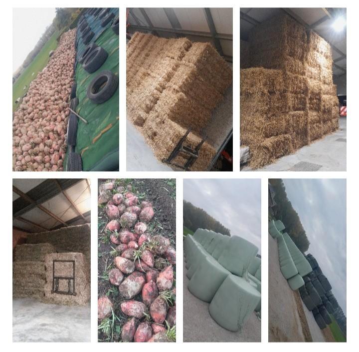 Voederbieten Mais mks stro hooi voordroog, Articles professionnels, Agriculture | Aliments pour bétail, Enlèvement