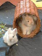 Teddy dwerg konijntjes, Dieren en Toebehoren, Konijnen
