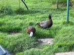 Watervogels, Dieren en Toebehoren, Meerdere dieren, Geringd
