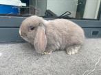 Jong Minilop konijntje, Dieren en Toebehoren, Konijnen