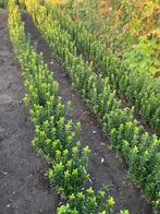 Euonymus Green spire ( buxusvervanger), Tuin en Terras, Ophalen