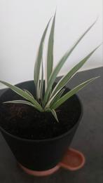 Spiderplant met zelfbewaterde sierpot, Ophalen, Overige soorten, Halfschaduw, In pot