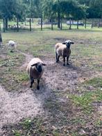 Hamshire down schapen