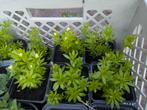 Lievevrouwebedstro (planten), Tuin en Terras, Ophalen, Vaste plant