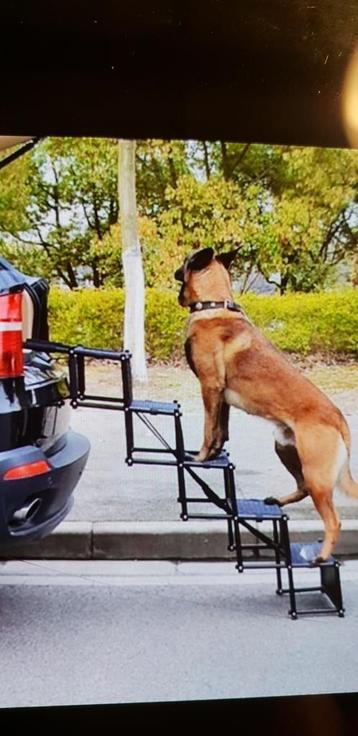 Autotrap voor honden beschikbaar voor biedingen