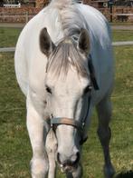 Hele leuke vriendelijke Cruzado merrie 6 jaar, Dieren en Toebehoren, Paarden, Zadelmak, 3 tot 6 jaar, 160 tot 165 cm, Merrie