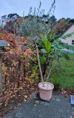 Olijfboom, Tuin en Terras, Planten | Bomen, Ophalen, Olijfboom