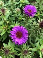 Hoge donker paarse aster, vaste plant, Ophalen, Herfst, Vaste plant, Overige soorten