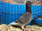 2 doffers, Animaux & Accessoires, Oiseaux | Pigeons, Mâle, Autres espèces