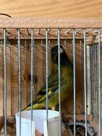 Kruising zwarte sijs x kanarie, Dieren en Toebehoren, Vogels | Overige Vogels, Mannelijk, Wildzangvogel, Geringd