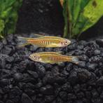 5 Glowlight Danio's, Vis, Zoetwatervis