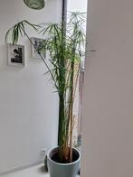 Plante de papyrus, Maison & Meubles, Plantes d'intérieur, Enlèvement
