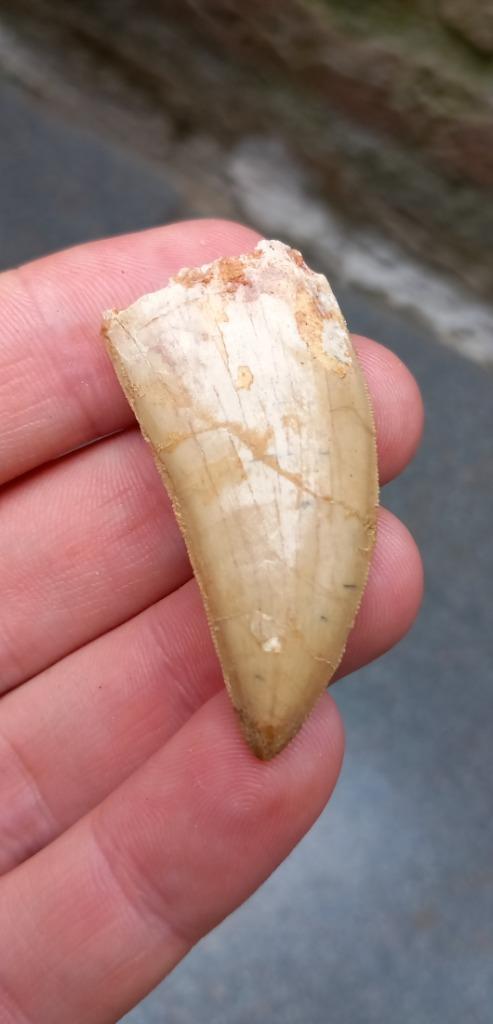 Carcharodontosaurus tand fossiel dinosaurus jurassic world, Verzamelen, Mineralen en Fossielen, Fossiel, Ophalen of Verzenden