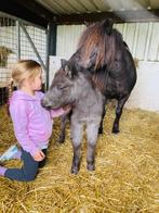 shetlander merrieveulen / kinderpony, Merrie, A pony (tot 1.17m), Gechipt, 0 tot 2 jaar